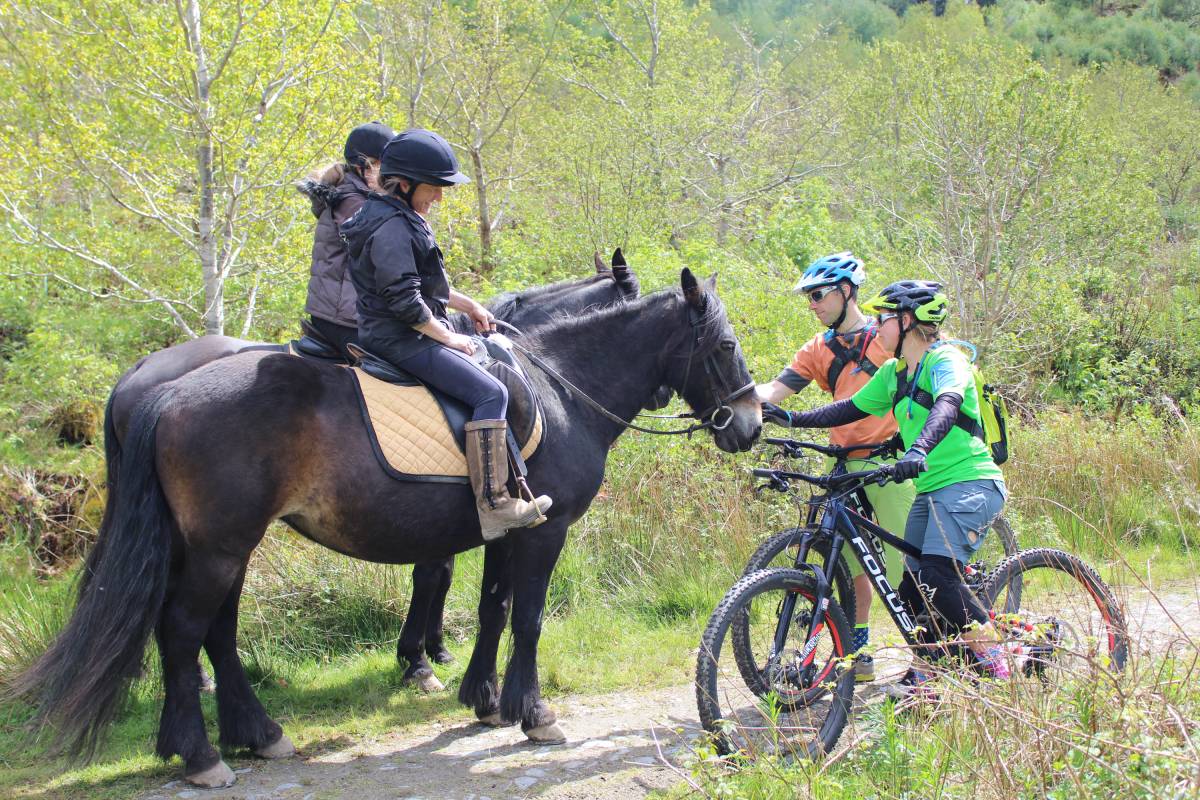 Encountering horses while bike riding